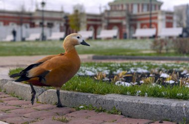 Kahverengi bir ördek bir şehir parkında yürür.