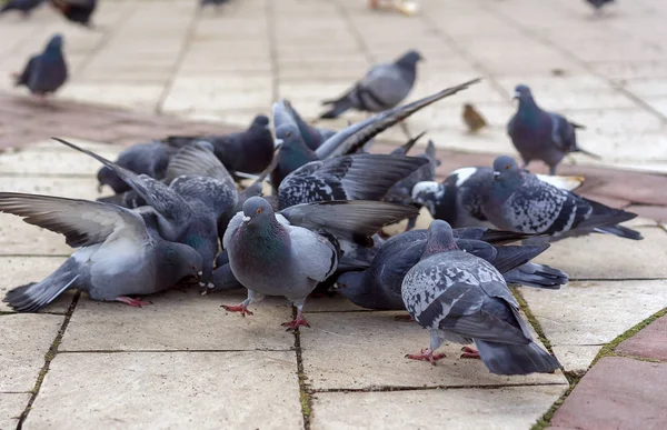Grup gri güvercin bir Şehir Parkı. — Stok fotoğraf