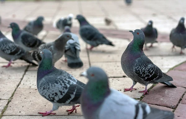 Grupo de pombos cinzentos em um parque da cidade . — Fotografia de Stock