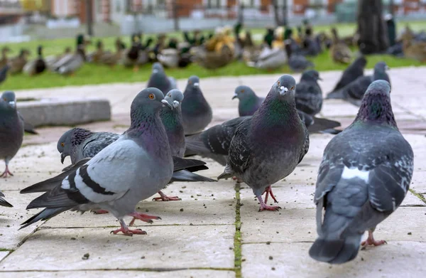 Grup gri güvercin bir Şehir Parkı. — Stok fotoğraf