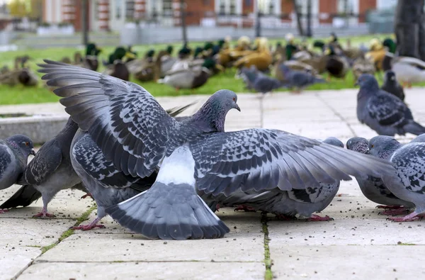 Grup gri güvercin bir Şehir Parkı. — Stok fotoğraf