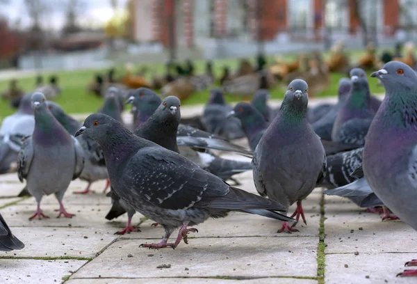 Grupo de pombos cinzentos em um parque da cidade . — Fotografia de Stock