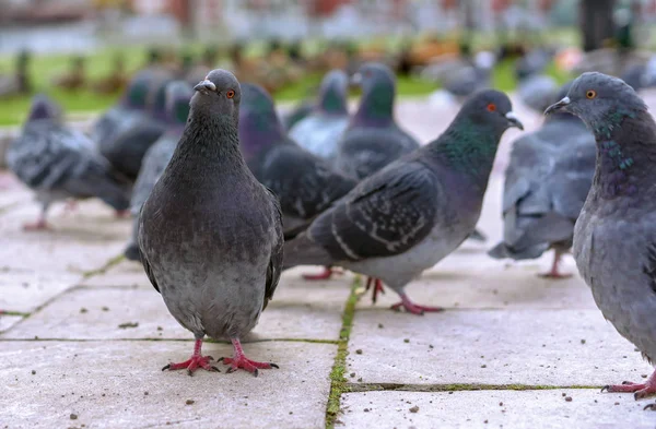 Grupo de pombos cinzentos em um parque da cidade . — Fotografia de Stock