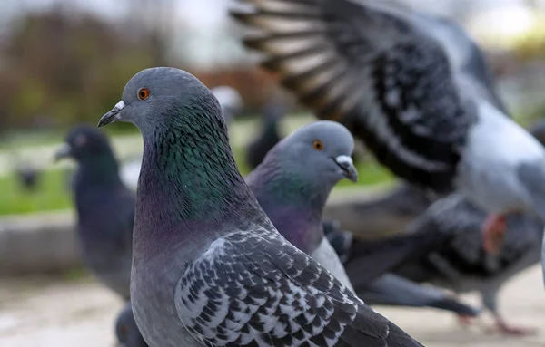 도시 공원에서 회색 비둘기의 쌍. — 스톡 사진