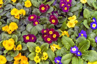 Menekşeler veya pansies Tricolor koleksiyonu. Çiçek tasarımı.