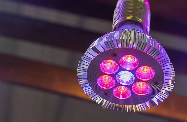 Kapalı bitkiler ve çiçekler aydınlatmak için kırmızı ışık ile phytolamp.