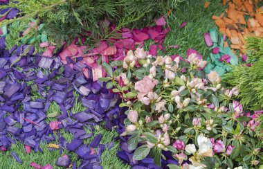 Bahçenin peyzaj tasarımında renkli ahşap yongaları. Bir çiçek yatağı tasarımında renkli ahşap yongaları.