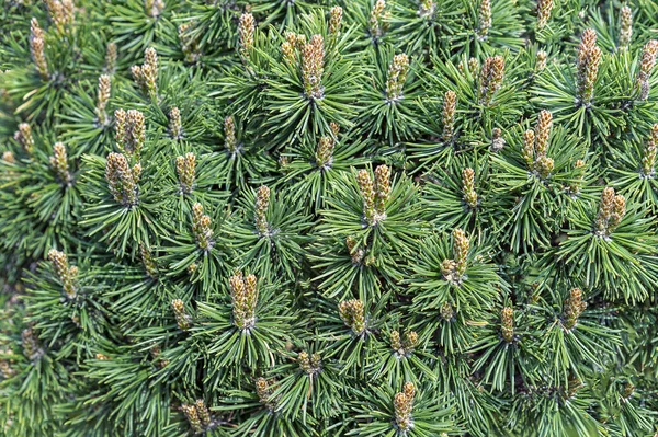 Dwarf mountain pine. Young shoots of mountain pine.