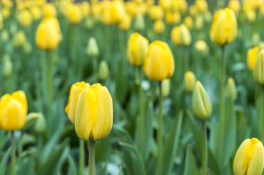 Şehir parkının çiçek tarhında sarı laleler.