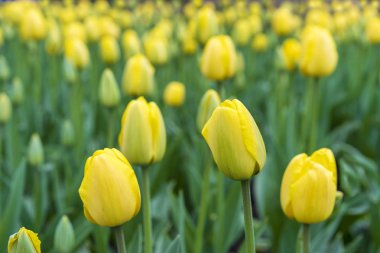 Şehir parkının çiçek tarhında sarı laleler.