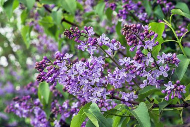 Çiçekli leylak. Şehir bahçesinde çiçek açan leylak dalı..