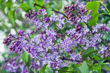Çiçekli leylak. Şehir bahçesinde çiçek açan leylak dalı..