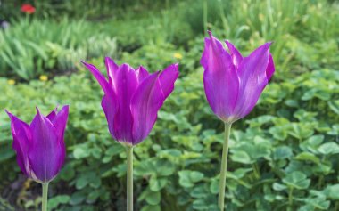 Zambak şeklinde mor laleler. Lily ailesinden Gesner'in lalesi.