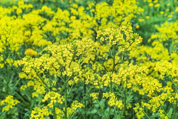 Gelbe Blüten Senf. Hintergrund der gelben Wildblumen. — Stockfoto