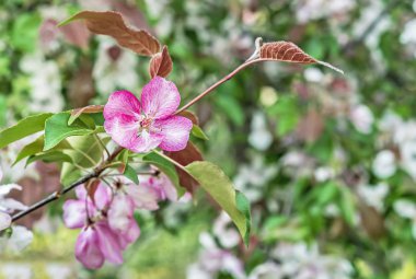 Elma ağacı ilkbaharda açar. Elma ağacının pembe çiçeği. Çiçek arka plan.