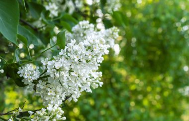 Ağaç dalında beyaz leylak. Beyaz leylağın çiçek arkaplanı.