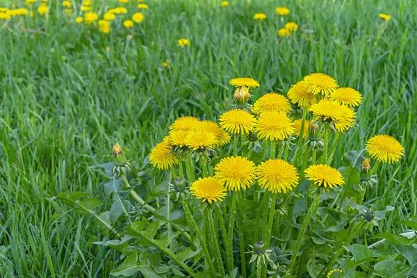 Yeşil çimlerin üzerinde karahindiba çiçeği.