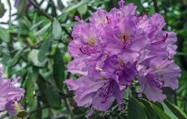 Pasifik rhododendronu (Rhododendron makrophyllum), Kuzey Amerika 'nın Pasifik kıyılarında yetişen büyük yapraklı bir Rhododendron türüdür..