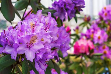 Pasifik rhododendronu (Rhododendron makrophyllum), Kuzey Amerika 'nın Pasifik kıyılarında yetişen büyük yapraklı bir Rhododendron türüdür..