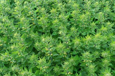 Yeşil bitkiler. Yeşil bitkiden arka plan.