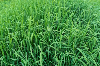 Yeşil çimenler. Yeşil çimenlerden arka plan.