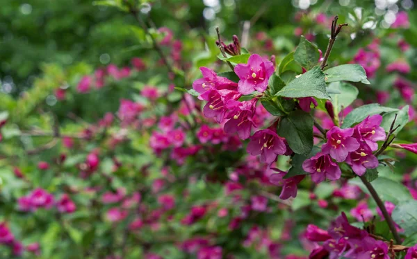 Weigela Floreciente. Weigela Evita arbusto de crecimiento bajo con flores rojas y rosas . —  Fotos de Stock