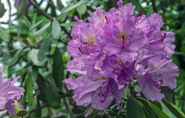 Rododendron pacyficzny (Rhododendron macrophyllum) jest wielkolistnym gatunkiem Rododendronu pochodzącego z wybrzeża Pacyfiku Ameryki Północnej.. — Zdjęcie stockowe