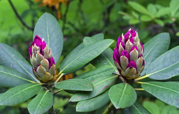 Pasifik rhododendronu (Rhododendron makrophyllum), Kuzey Amerika 'nın Pasifik kıyılarında yetişen büyük yapraklı bir Rhododendron türüdür..