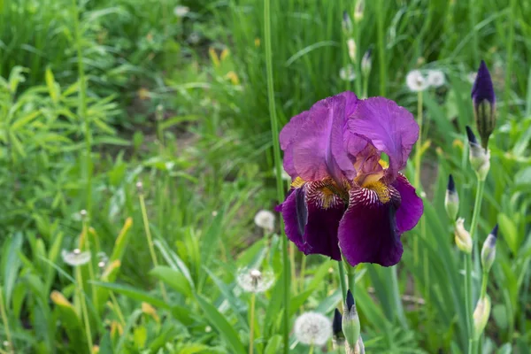 アイリスの花咲く紫色の虹彩、イリダ科の多年生植物. — ストック写真