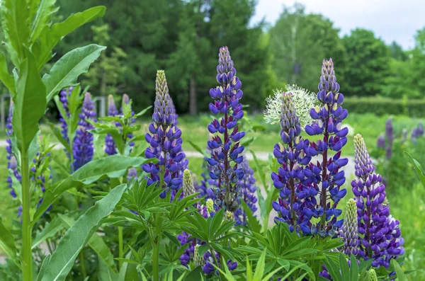 Çiçek açan lupin çiçeği. Mor lupin çiçeği. Alan lupası. — Stok fotoğraf