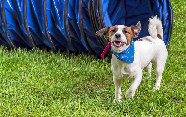 Jack Russell Terrier Hund auf dem Hintergrund des grünen Grases. — Stockfoto