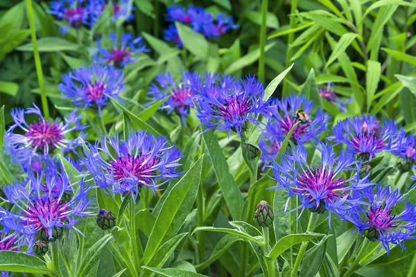 Cornflower Dağı (Latince Centaurea montana) - Astrovye ailesinden bir bitki..