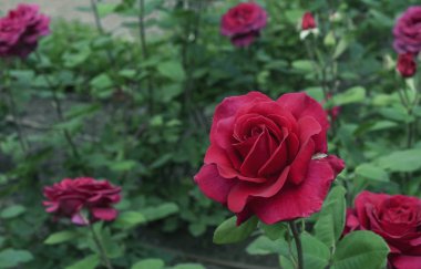 Kırmızı Gül. Şehir bahçesinde açan kırmızı gül. Yeşil yapraklı kırmızı gül.