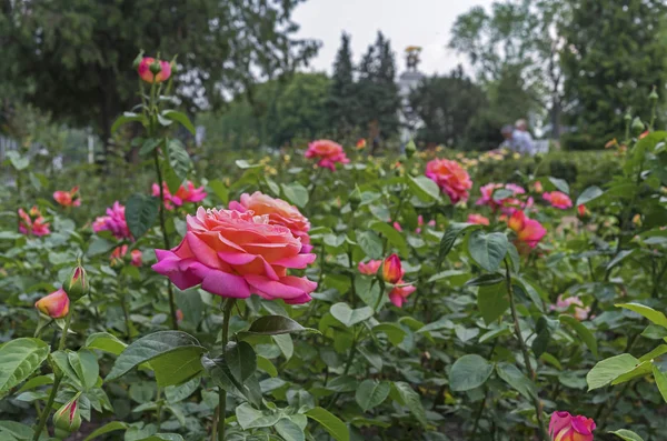 Rosarote Rosen. Blühende rosa Rosen im Stadtgarten. — Stockfoto