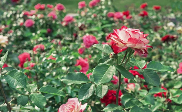 Rosa branca com borda vermelha. Rosa branca florescendo com uma borda vermelha no jardim da cidade . — Fotografia de Stock