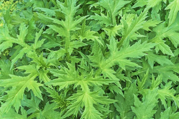 Kręcone oset (Carduus crispus). Tło z zielonych liści oset. — Zdjęcie stockowe