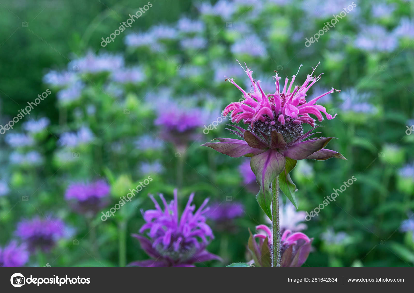Monarda Or Wild Bergamot Single Bee Balm Flower Against A Darker Background Stock Photo C Valemaxxx 281642834