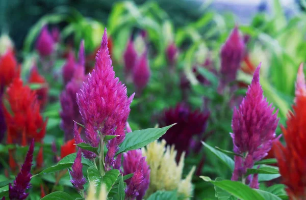 Celosia met een heldere kleur en vorm van bloeiwijzen, vergelijkbaar met de vlam. Celosia is een tuin sierplant. — Stockfoto