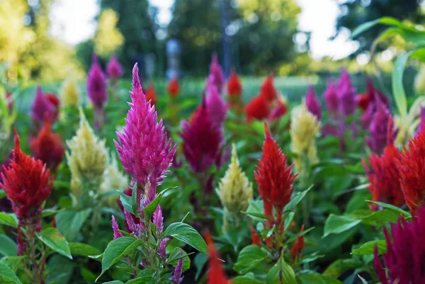 炎に似た明るい色と花序の形を持つセロシア。セロシアは庭の観賞植物です. — ストック写真
