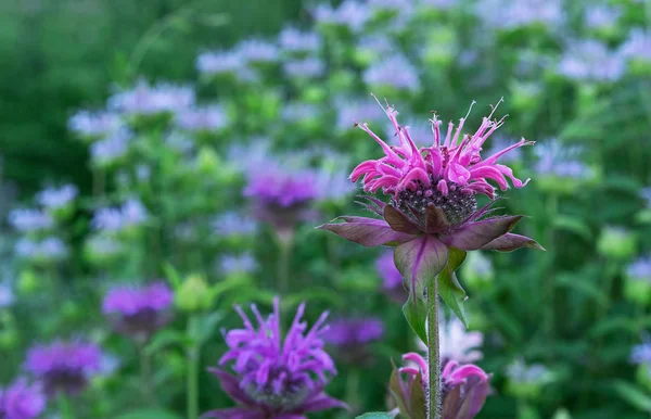 Monarda ya da vahşi bergamot. Daha koyu bir arka plan aleyhine tek arı balsam çiçek.