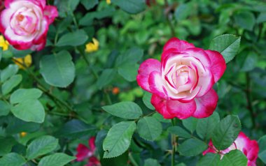 Beyaz kırmızı kenarlı gül. Çiçek açan beyaz gül şehir bahçesinde kırmızı bir sınır ile.