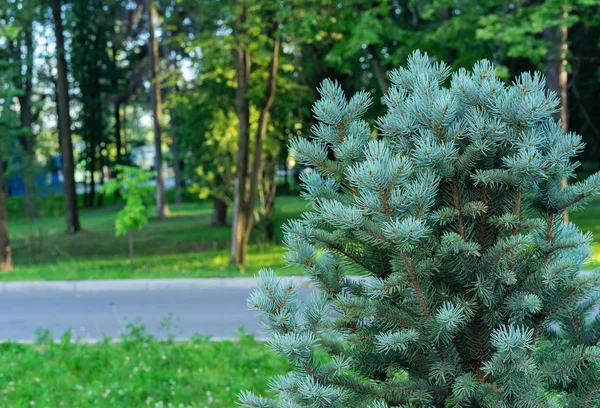 Niebieski świerk Conifer do parków krajobrazowych i ogrodów. — Zdjęcie stockowe