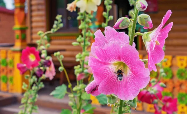 Malva rosa floreciente o malva silvestris con una abeja recolectando polen . —  Fotos de Stock