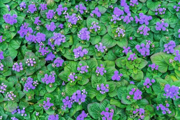 Агератум или цветки нити. Синие маленькие цветки с зеленой листвой . — стоковое фото