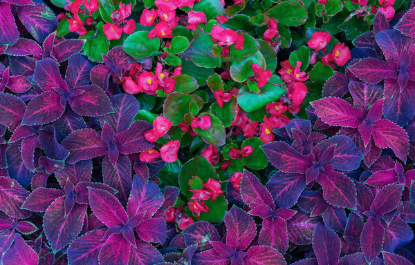 Coleus hybrid. Background with purple leaves of coleus. Flower design.