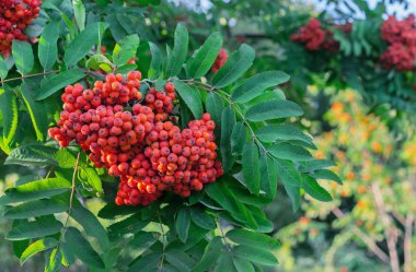 Bir şehir parkında bir ağaca Rowan çilek. Yeşil yeşillik arka planda Rowan çilek kümeleri.
