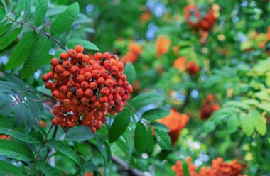 Bir şehir parkında bir ağaca Rowan çilek. Yeşil yeşillik arka planda Rowan çilek kümeleri.