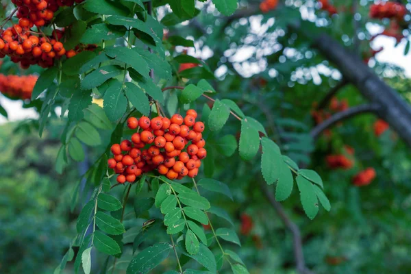 Bacche di Rowan su un albero in un parco cittadino. Cluster di bacche di sorbo sullo sfondo di fogliame verde . — Foto Stock