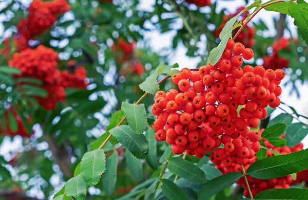 Rowan berries on a tree in a city park. Clusters of rowan berries on the background of green foliage. — Stock Photo, Image