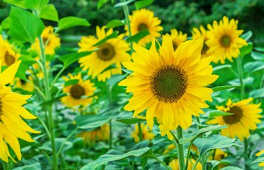 Sarı çiçek açan ayçiçeği. Ayçiçeği üzerindeki arı polen toplar.